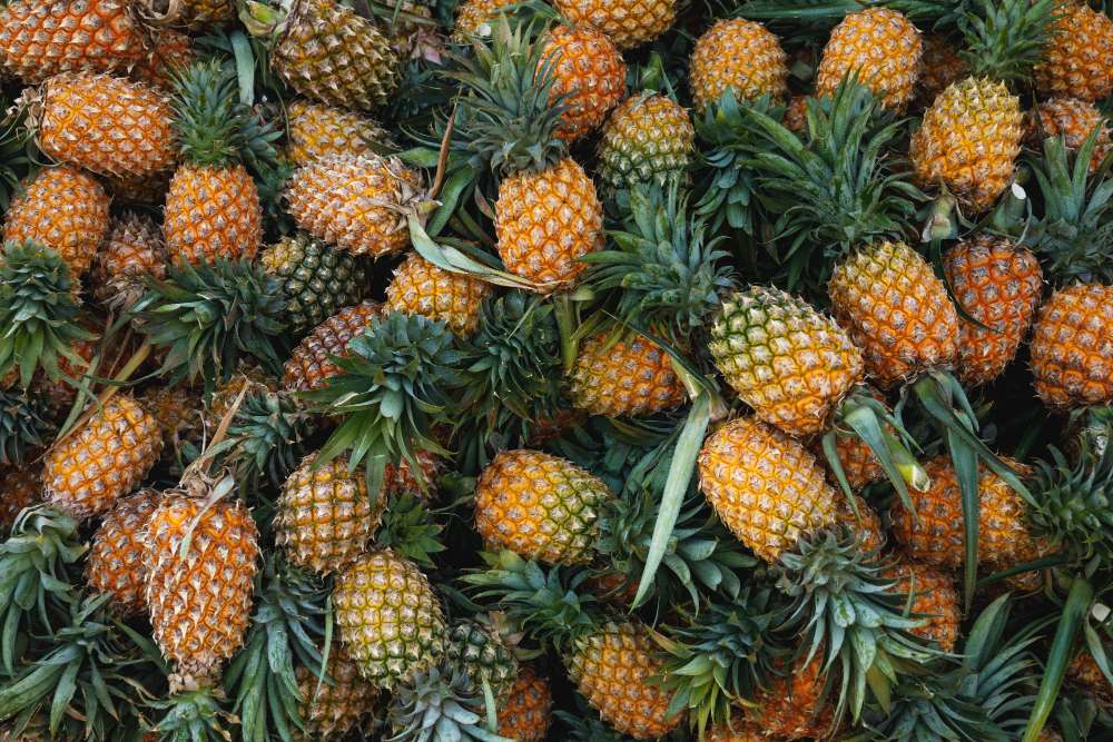 Harvested pineapples from the pineapple farm of Double Seven Productions