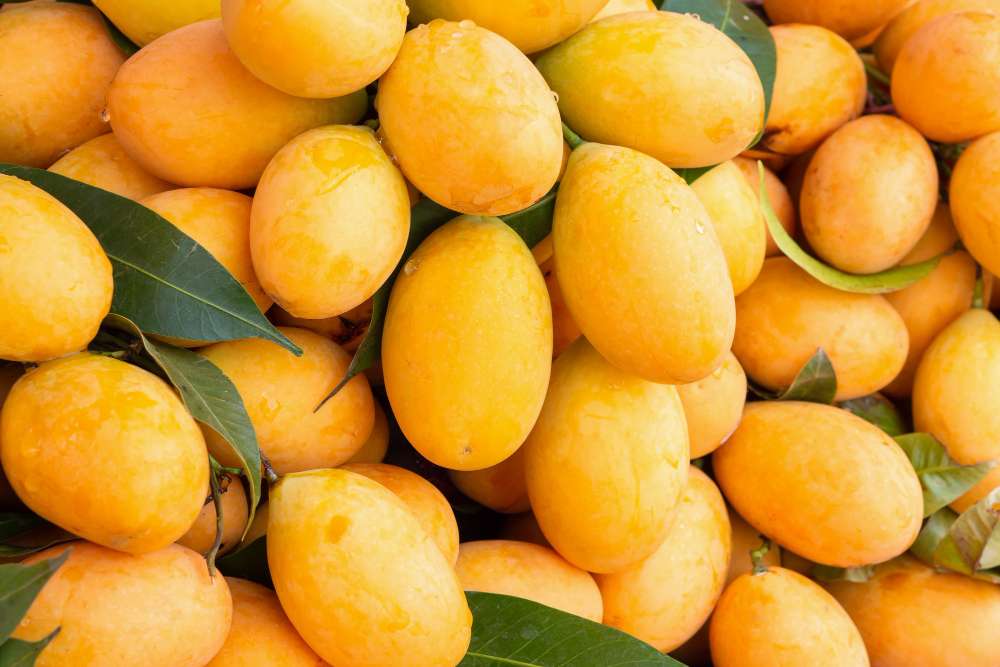 Fresh ripen mangoes harvested in the farm of Double Seven Productions