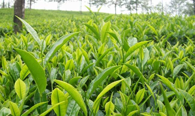 Tea plantation in Kerala, India